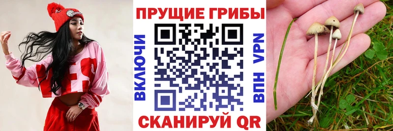 Купить где  Нелидово  Псилоцибиновые грибы Magic Shrooms 